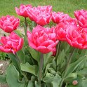 Tulipa double hative 'Queen of Marvel' PB 4
